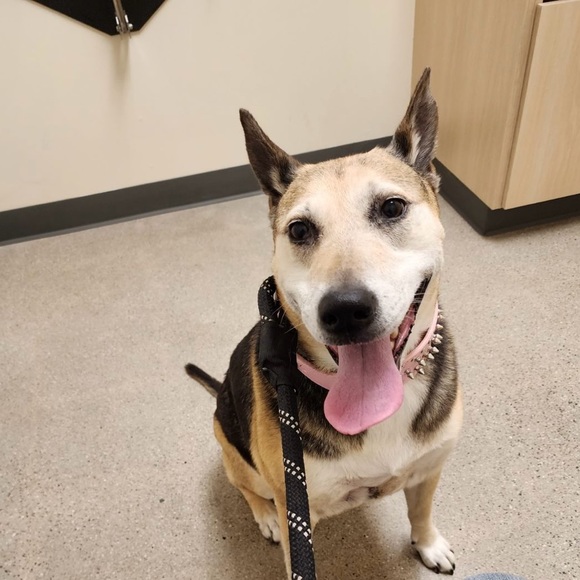 Meet your Posher, Joanna - Picture 1 of 2